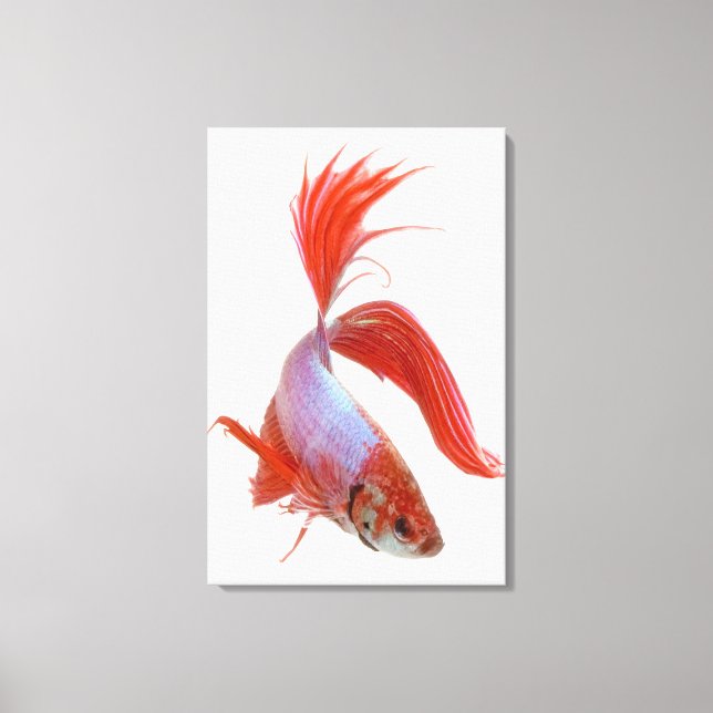 Siamese fighting fish (Betta splendens) Canvas Print (Front)