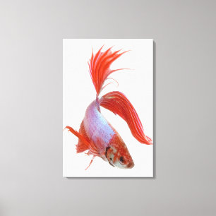 Siamese fighting fish (Betta splendens) Canvas Print