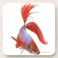Siamese fighting fish (Betta splendens)