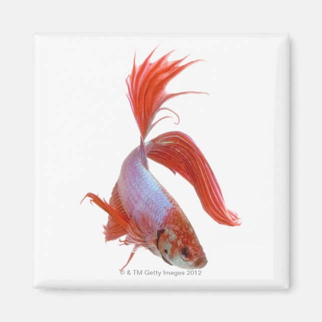 Siamese fighting fish (Betta splendens) Magnet (Front)