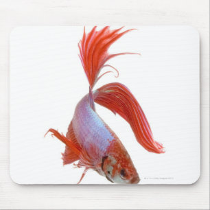 Siamese fighting fish (Betta splendens) Mouse Mat