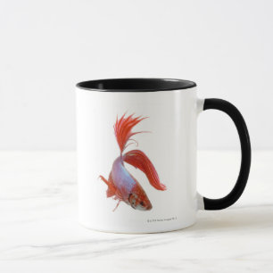 Siamese fighting fish (Betta splendens) Mug