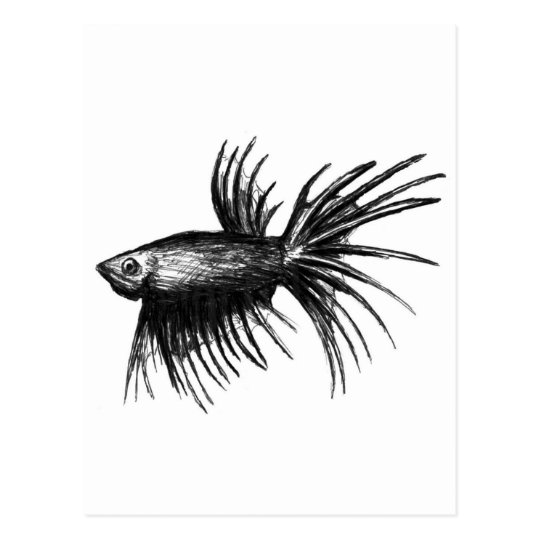 Siamese fighting fish- Betta splendens Postcard