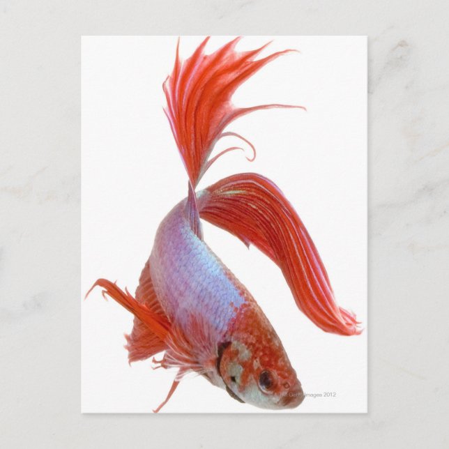 Siamese fighting fish (Betta splendens) Postcard (Front)