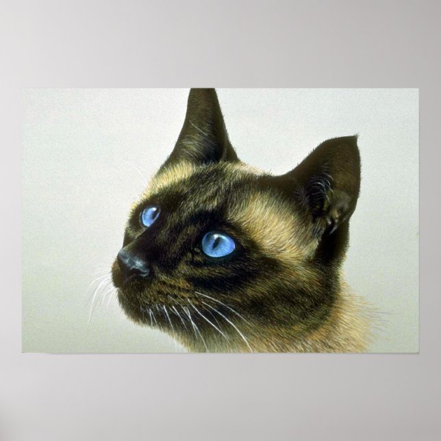 Siamese (head study) poster (Front)