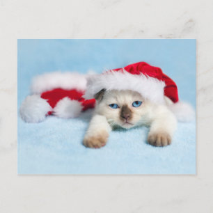 Siamese Kitten: Christmas Kitty Holiday Postcard