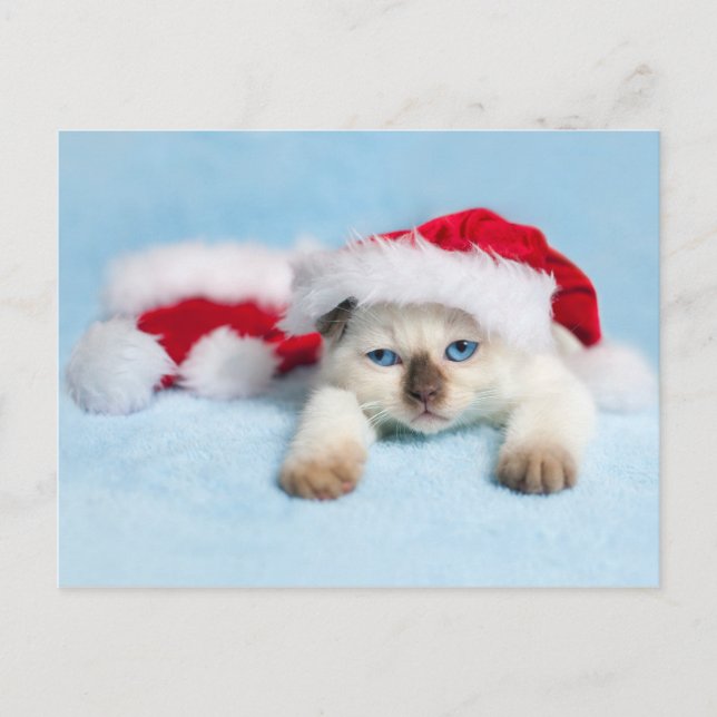 Siamese Kitten: Christmas Kitty Holiday Postcard (Front)