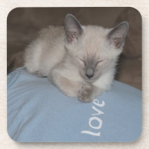 Siamese kitten coaster