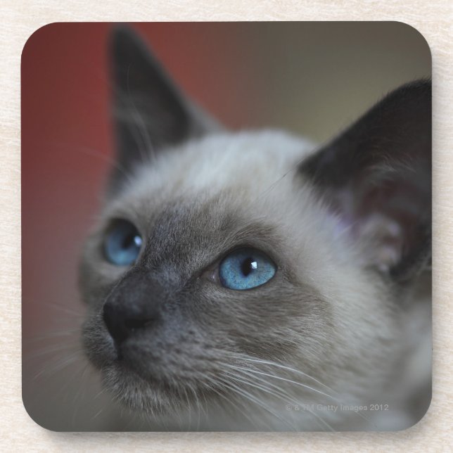 Siamese kitten coaster (Front)