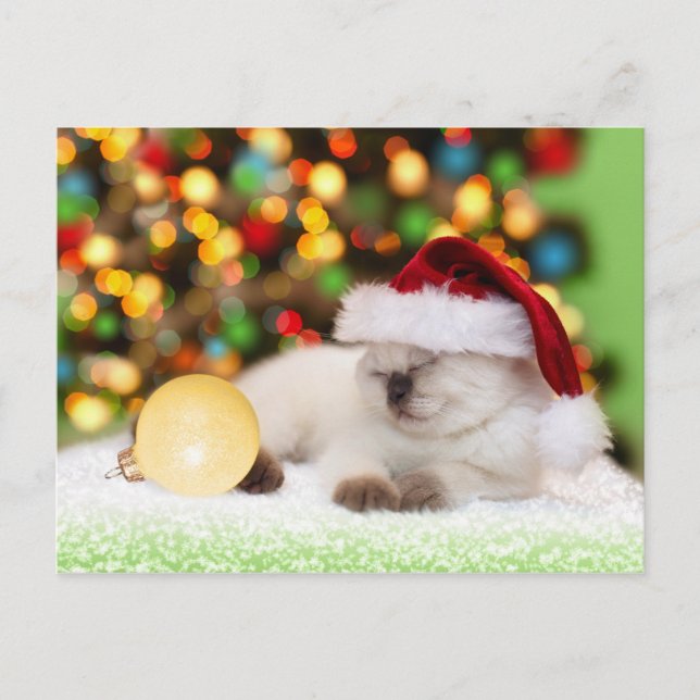 Siamese Kitten: Gold Ornament Postcard (Front)