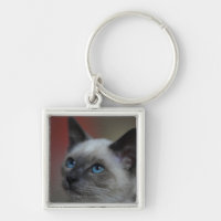 Siamese kitten