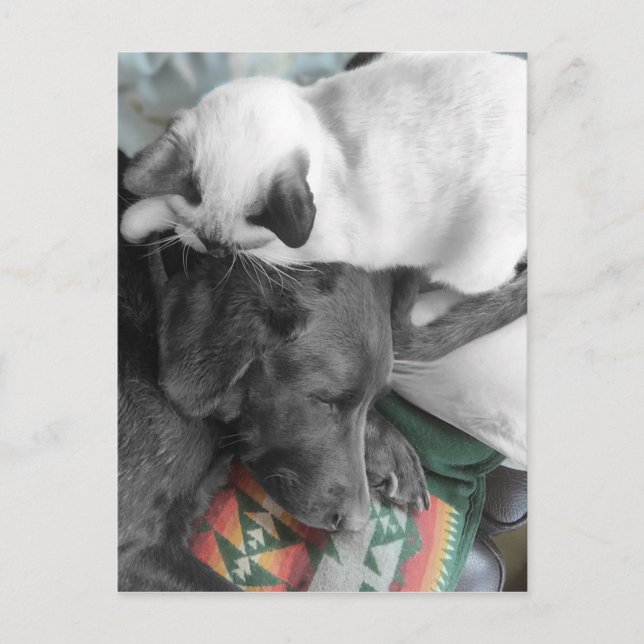 Siamese Kitten Lovingly Lies On Labrador's Head Postcard (Front)