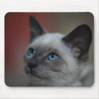 Siamese kitten