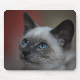 Siamese kitten mouse mat