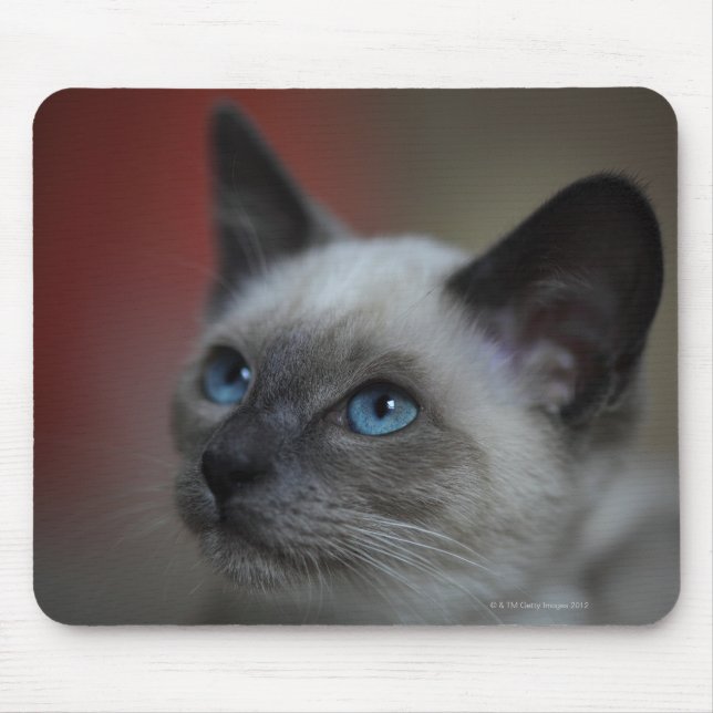 Siamese kitten mouse mat (Front)