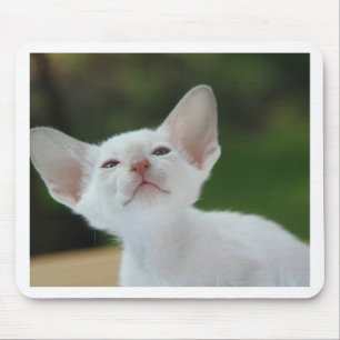 Siamese kitten mouse mat