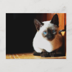 Siamese Kitten Postcard