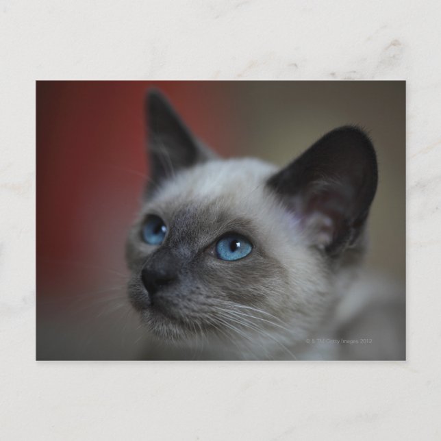 Siamese kitten postcard (Front)