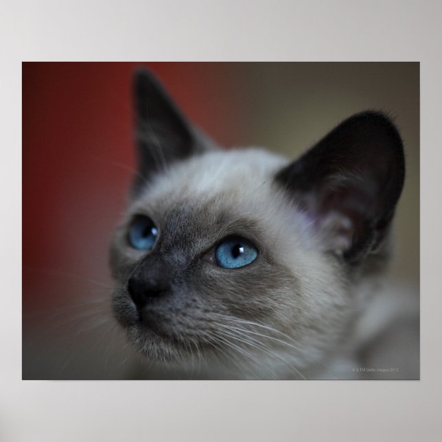 Siamese kitten poster (Front)