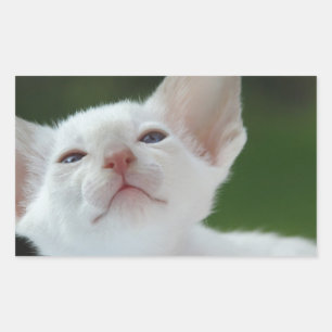 Siamese kitten rectangular sticker