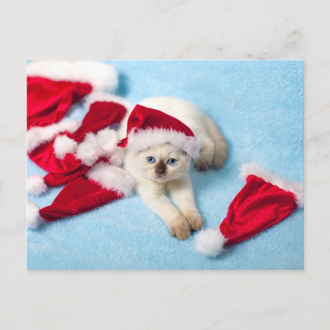 Siamese Kitten: Santa Hats Holiday Postcard (Front)