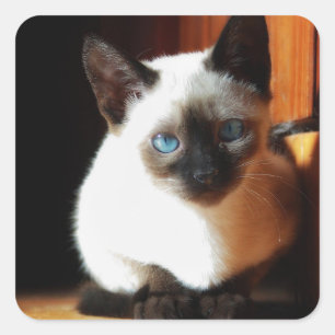 Siamese Kitten Square Sticker