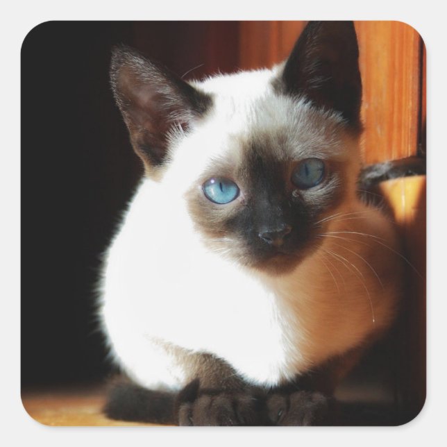 Siamese Kitten Square Sticker (Front)