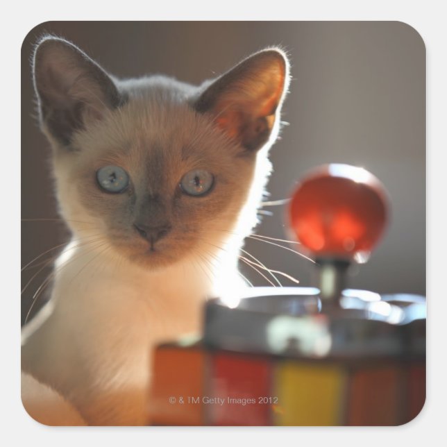 Siamese kitten square sticker (Front)
