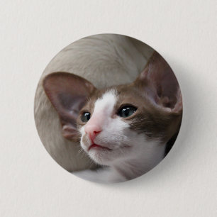 Siamese Kitten with big ears 6 Cm Round Badge