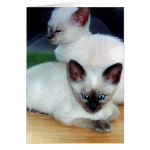 Siamese Kittens Card
