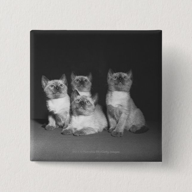 Siamese kittens looking up B&W 15 Cm Square Badge (Front)