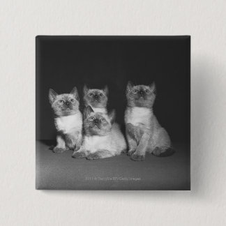 Siamese kittens looking up B&W 15 Cm Square Badge