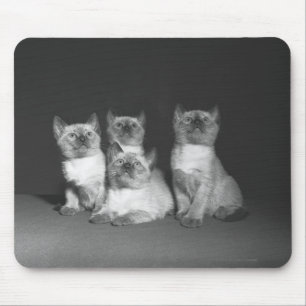 Siamese kittens looking up B&W Mouse Mat