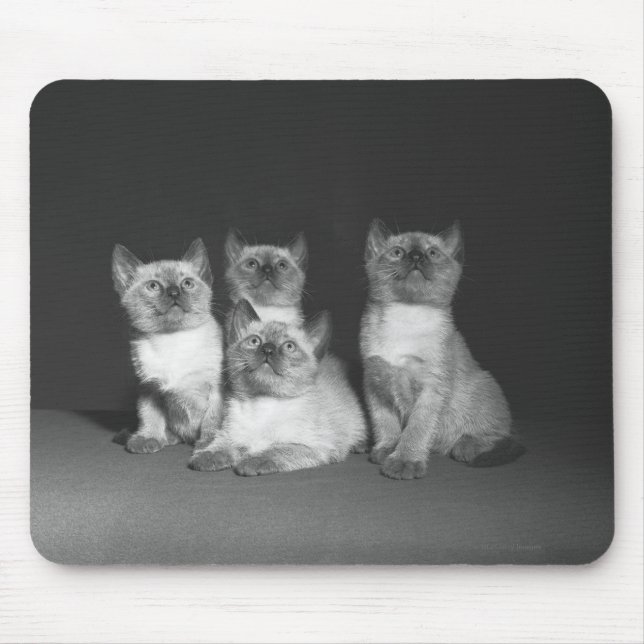 Siamese kittens looking up B&W Mouse Mat (Front)