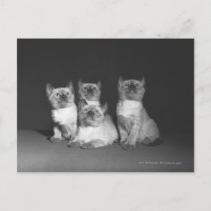 Siamese kittens looking up B&W Postcard