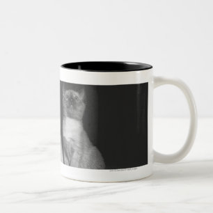 Siamese kittens looking up B&W Two-Tone Coffee Mug