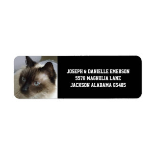 Siamese Kitty Address Labels