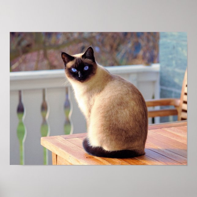 Siamese Kitty Cat Customisable Poster (Front)