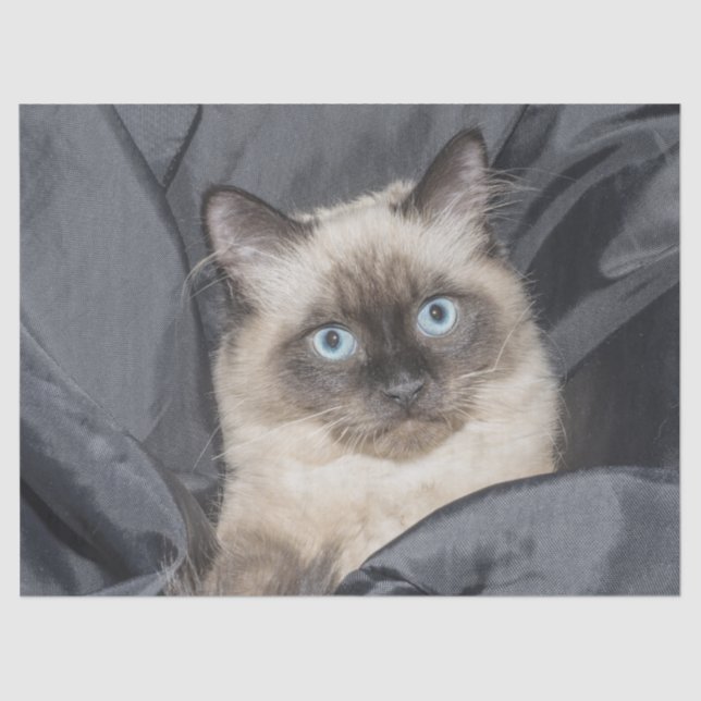 Siamese kitty tissue paper (Front)