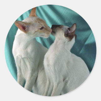 Siamese, red point & seal point