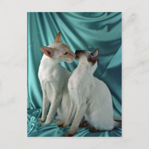 Siamese, red point & seal point postcard