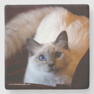 Siamese Royalty Limestone Coaster