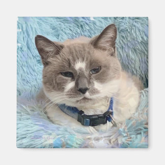 Siamese Snowshoe Cat Blue Eyes Maureen Girard Magnet