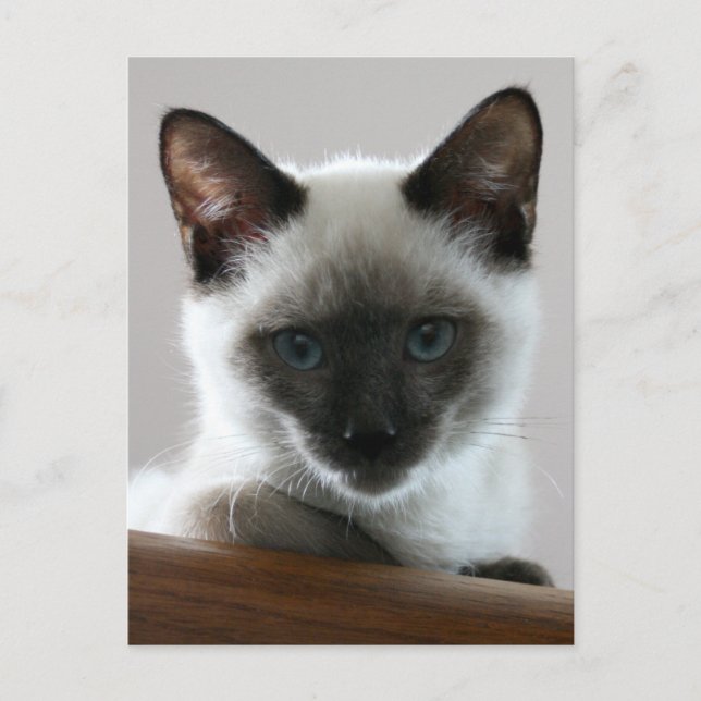 Siamese Stare Postcard (Front)
