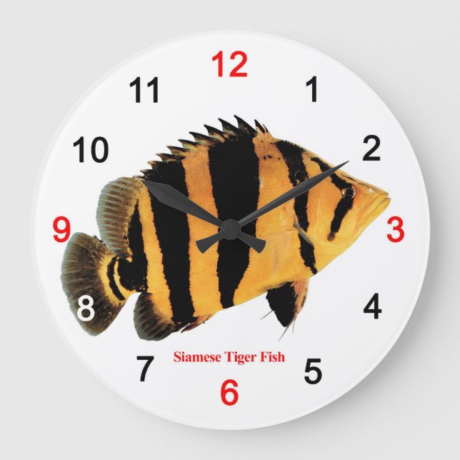 Siamese Tiger fish Large Clock (Front)