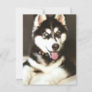 Siberian Baby Huskey Pet Dog Photograph Postcard