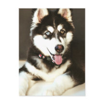 Siberian Baby Huskey Pet Dog Photograph Postcard
