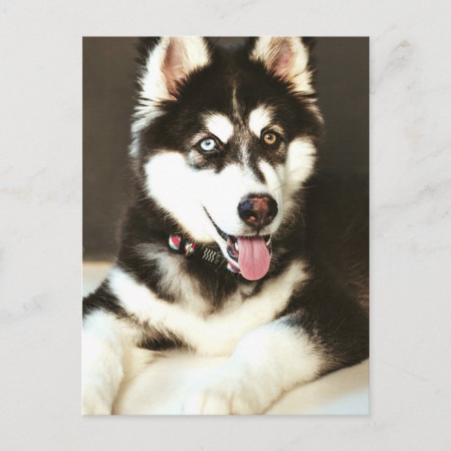 Siberian Baby Huskey Pet Dog Photograph Postcard (Front)