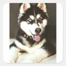 Siberian Baby Huskey Pet Dog Photograph Postcard