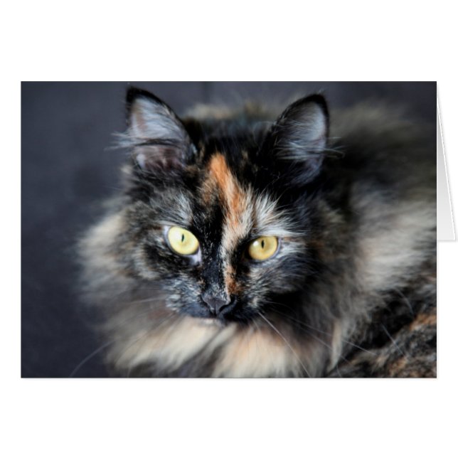 Siberian Cat (Front Horizontal)